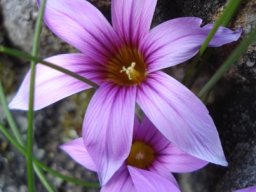 Romulea rosea flowers